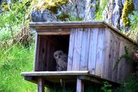 Bild vergrößern: Foto: Florian Gloza-Rausch
Na, wer kommt denn da? Der älteste Jung-Uhu aus diesem Jahrgang schaut neugierig aus dem an eine Hundehütte erinnernden Eulenkasten am Kalkberg.