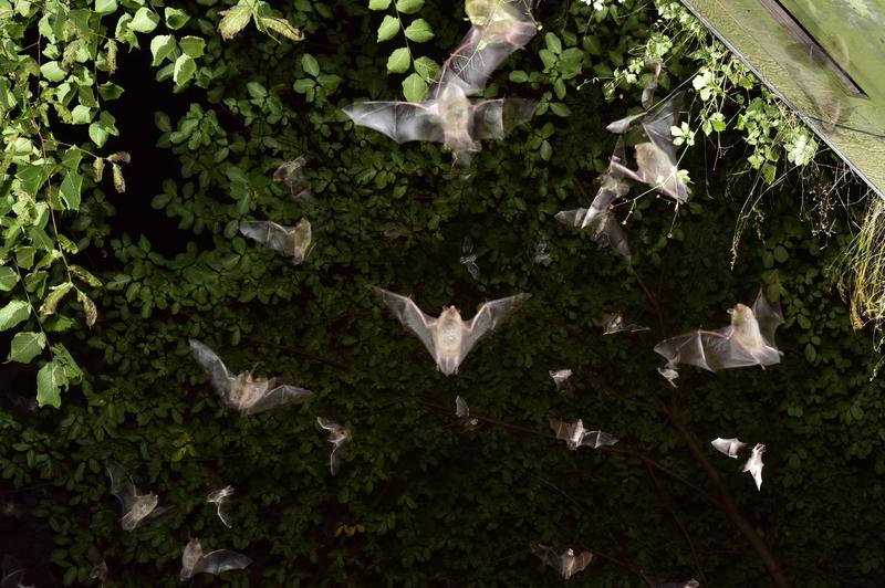 Bild vergrößern: Das Einschwärmen der Fledermäuse in die Segeberger Kalkberghöhle ist eines der geheimnisvollsten Naturschauspiele Norddeutschlands. Am 24. August ab 22.00 Uhr live zu erleben auf der Bat Night Bad Segeberg