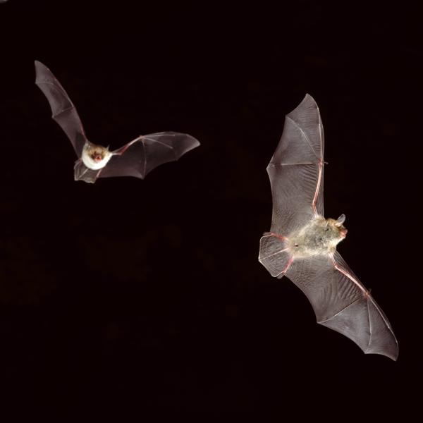 Bild vergrößern: Die Stars der Nacht am Segeberger Kalkberg. Auf der Bat Night kann man das Einschwärmen live beobachten
