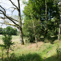 Bild vergrößern: das Bild zeigt einen Wanderweg im Ihlwald